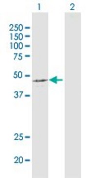 Anti-PDHA1 antibody produced in mouse purified immunoglobulin, buffered aqueous solution