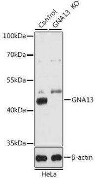 Anti-GNA13 antibody produced in rabbit