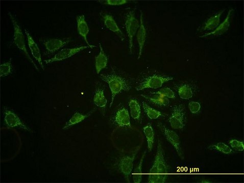 Monoclonal Anti-HTRA2, (C-terminal) antibody produced in mouse clone 3G5, purified immunoglobulin, buffered aqueous solution