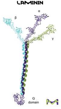 Laminin from human placenta liquid, BioReagent, suitable for cell culture