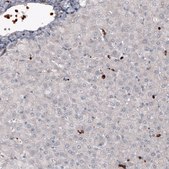 Monoclonal Anti-VSIR antibody produced in mouse Prestige Antibodies® Powered by Atlas Antibodies, clone CL3975, purified immunoglobulin