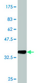Monoclonal Anti-PTK7 antibody produced in mouse clone 4C6, purified immunoglobulin, buffered aqueous solution