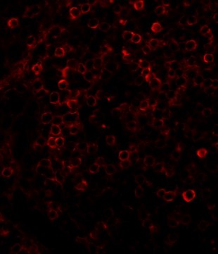 Anti-Rabbit IgG (whole molecule)–TRITC antibody produced in goat affinity isolated antibody, buffered aqueous solution