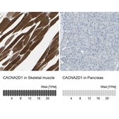 Anti-CACNA2D1 antibody produced in rabbit Prestige Antibodies® Powered by Atlas Antibodies, affinity isolated antibody, buffered aqueous glycerol solution