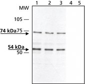 Anti-Synapsin II antibody produced in rabbit ~1 mg/mL, affinity isolated antibody, buffered aqueous solution