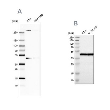 Anti-SMARCB1 antibody produced in rabbit Prestige Antibodies&#174; Powered by Atlas Antibodies, affinity isolated antibody, buffered aqueous glycerol solution