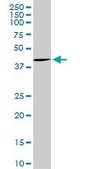Monoclonal Anti-CDX4 antibody produced in mouse clone 1E11, purified immunoglobulin, buffered aqueous solution