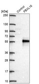 Anti-FBXL16 antibody produced in rabbit Prestige Antibodies® Powered by Atlas Antibodies, affinity isolated antibody, buffered aqueous glycerol solution