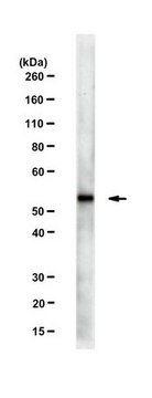 Anti-Cdh1 Antibody, clone AR38.2 clone AR38.2, from mouse