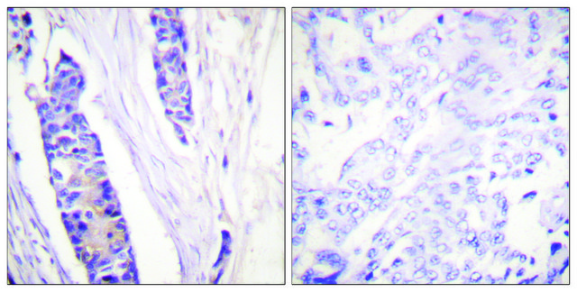 抗-微管蛋白 &#946; 兔抗 affinity isolated antibody