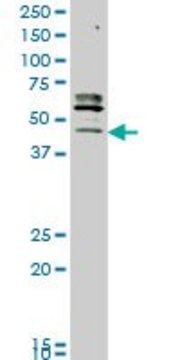 Monoclonal Anti-STK32C antibody produced in mouse clone 3E8, purified immunoglobulin, buffered aqueous solution