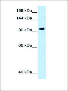 Anti-SEC63 antibody produced in rabbit IgG fraction of antiserum