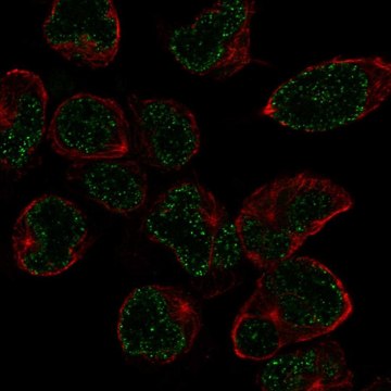 Anti-Nkx2-6 Antibody Produced In Rabbit Prestige Antibodies&#174; Powered by Atlas Antibodies, affinity isolated antibody, buffered aqueous glycerol solution