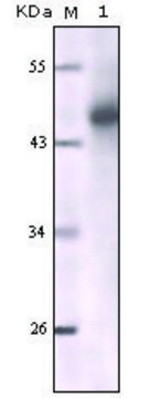 Monoclonal Anti-Cytokeratin (Pan) antibody produced in mouse clone 7H8C4, ascites fluid