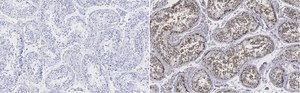 Anti-Golgin-97 Antibody, clone 4K16, ZooMAb® Rabbit Monoclonal recombinant, expressed in HEK 293 cells