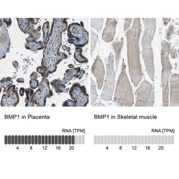 Anti-BMP1 antibody produced in rabbit Prestige Antibodies&#174; Powered by Atlas Antibodies, affinity isolated antibody, buffered aqueous glycerol solution