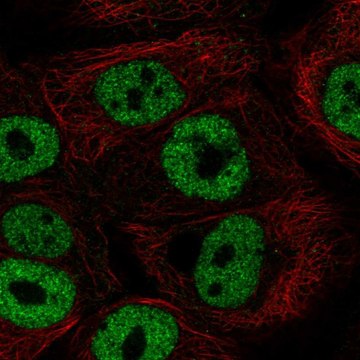 Anti-BNC1 antibody produced in rabbit Prestige Antibodies&#174; Powered by Atlas Antibodies, affinity isolated antibody