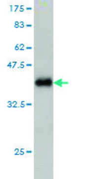 Monoclonal Anti-IL1F9 antibody produced in mouse clone 8A11, purified immunoglobulin, buffered aqueous solution