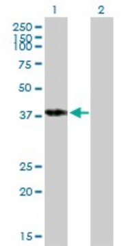 Anti-POU4F3 antibody produced in mouse purified immunoglobulin, buffered aqueous solution