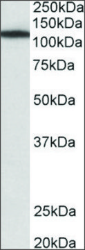 Anti-MYO1B antibody produced in goat affinity isolated antibody, buffered aqueous solution