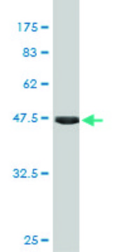 Monoclonal Anti-FGF21 antibody produced in mouse clone 1A8, purified immunoglobulin, buffered aqueous solution