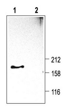 Anti-Calcium Channel Antibody, Voltage Gated &#945; 1D Chemicon&#174;, from rabbit