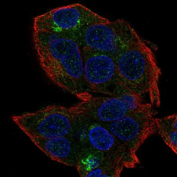 Anti-HEPN1 antibody produced in rabbit Prestige Antibodies&#174; Powered by Atlas Antibodies, affinity isolated antibody