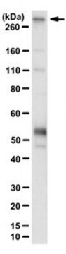 Anti-CHD-8L Antibody, clone 1C10-1