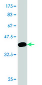 Monoclonal Anti-PIK3R4 antibody produced in mouse clone 1D4, purified immunoglobulin, buffered aqueous solution