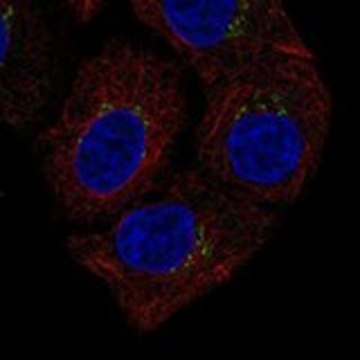 Anti-CTSL antibody produced in rabbit Prestige Antibodies&#174; Powered by Atlas Antibodies, affinity isolated antibody, buffered aqueous glycerol solution