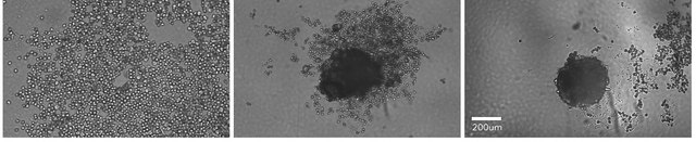 Normal Human Characterized Plateable Hepatocytes Spheroid Qualified Single-Donor Cryopreserved Primary Human Hepatocytes, suitable for 3D cell culture with Spheroid formation at &gt;5 days, characterized for mRNA induction and metabolic assay profiling.