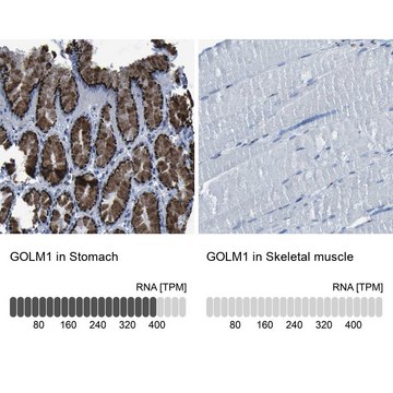 Anti-GOLM1 antibody produced in rabbit Prestige Antibodies&#174; Powered by Atlas Antibodies, affinity isolated antibody, buffered aqueous glycerol solution