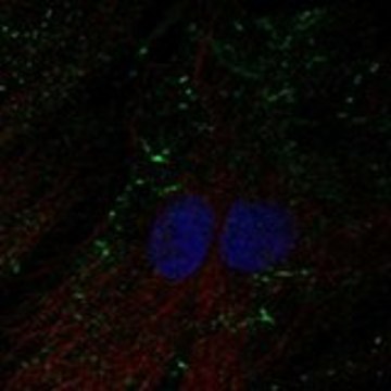 Anti-SHROOM4 antibody produced in rabbit Prestige Antibodies&#174; Powered by Atlas Antibodies, affinity isolated antibody, buffered aqueous glycerol solution