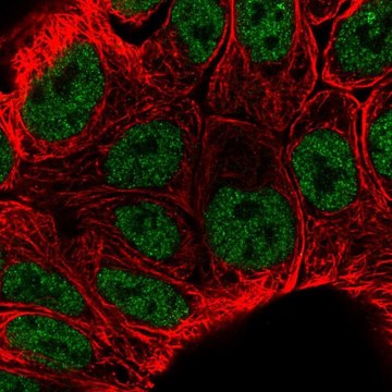 Anti-KLF3 antibody produced in rabbit Prestige Antibodies&#174; Powered by Atlas Antibodies, affinity isolated antibody