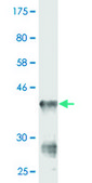 Monoclonal Anti-CMAS antibody produced in mouse clone 2E1, purified immunoglobulin, buffered aqueous solution