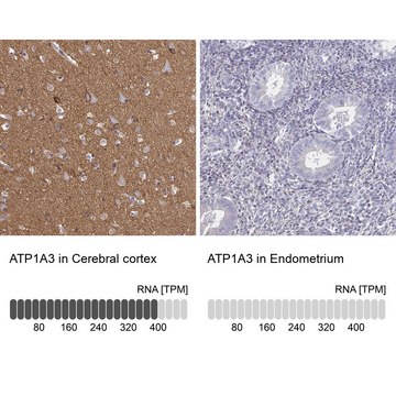 Anti-ATP1A3 antibody produced in rabbit Prestige Antibodies&#174; Powered by Atlas Antibodies, affinity isolated antibody, buffered aqueous glycerol solution