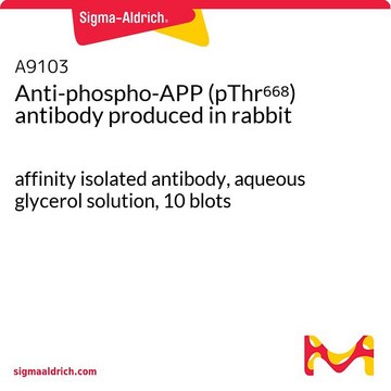 Anti-phospho-APP (pThr668) antibody produced in rabbit affinity isolated antibody, aqueous glycerol solution, 10&#160;blots