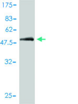 Monoclonal Anti-CD1A antibody produced in mouse clone M1-2-1B5, purified immunoglobulin, buffered aqueous solution