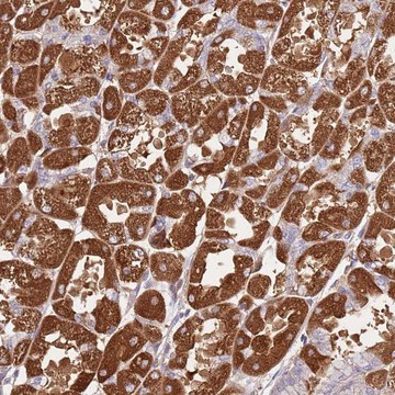 Anti-CRHR2 antibody produced in rabbit Prestige Antibodies&#174; Powered by Atlas Antibodies, affinity isolated antibody, buffered aqueous glycerol solution