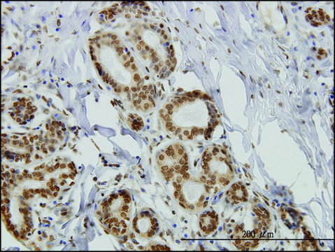 Monoclonal Anti-IL15 antibody produced in mouse clone 3A3, purified immunoglobulin, buffered aqueous solution