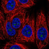 Anti-HDHD3 antibody produced in rabbit Prestige Antibodies® Powered by Atlas Antibodies, affinity isolated antibody, buffered aqueous glycerol solution, Ab1