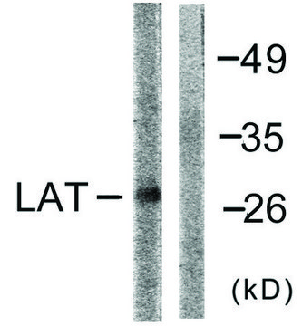 Anti-LAT antibody produced in rabbit affinity isolated antibody