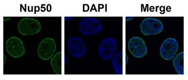 Anti-NUP50 antibody produced in rabbit affinity isolated antibody