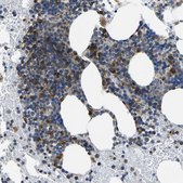 Anti-TMCC2 antibody produced in rabbit Prestige Antibodies® Powered by Atlas Antibodies, affinity isolated antibody, buffered aqueous glycerol solution