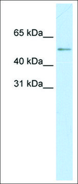 Anti-MyC (AB1) antibody produced in rabbit affinity isolated antibody