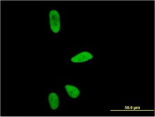Monoclonal Anti-CD3EAP antibody produced in mouse clone 6A6, purified immunoglobulin, buffered aqueous solution