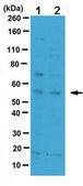 Anti-IFIT1/p56 Antibody serum, from rabbit