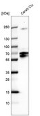 Anti-POU3F4 antibody produced in rabbit Prestige Antibodies® Powered by Atlas Antibodies, affinity isolated antibody