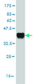 Monoclonal Anti-KLK1 antibody produced in mouse clone 3G2, purified immunoglobulin, buffered aqueous solution