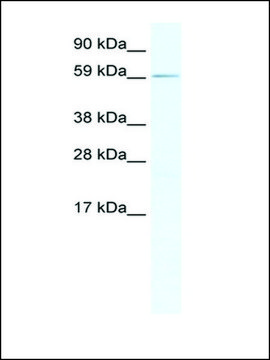 Anti-RBM14 antibody produced in rabbit IgG fraction of antiserum